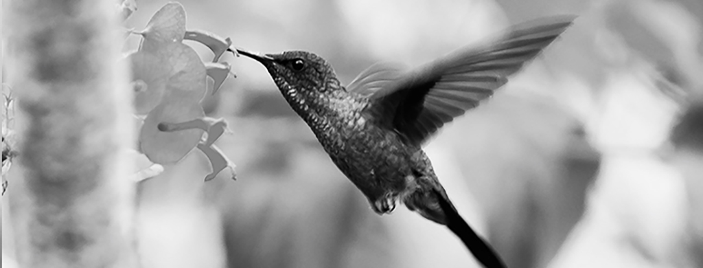 Hummingbird In Flight